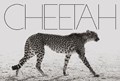 Cheetah | mark segal | 