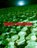 DORM, Isabelle Andriessen - Paperback - 9788867495085