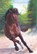 Gouden paarden. Izar, de Spaanse beauty, Christine Linneweever - Gebonden - 9789020622454