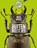 Buitenbeestjes, Nick Baker - Paperback - 9789021560830
