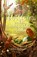 Willow en het magische woud, Sabine Bohlmann - Gebonden - 9789021687445