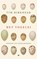 Het vogelei, Tim Birkhead - Paperback - 9789023499244