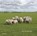 Schapen tellen, Hans van der Meer - Gebonden - 9789025757328