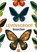 Levensgroot. Insecten, Minori Kosugi - Gebonden - 9789044819991