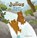 Julius. De grote kleine beer, Philippe Goossens - Gebonden - 9789044862096