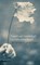 Sociale zekerheid en andere gedichten, Geert van Istendael - Paperback - 9789045017372