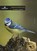 Vogelscheurkalender 2014, Freriks, Kester - Overig - 9789045023281