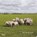 Schapen tellen, Hans van der Meer - Gebonden - 9789046802069