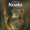 Koala | Marilyn Gore | 