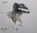 Anutosh - Schaduw, Mischa Andriessen - Gebonden - 9789062167920