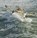 Heavy weather fishing, H.A. IJsseling - Gebonden - 9789079716203