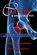 Calcium & broze botten, Robert Thompson ; Kathleen Barnes - Paperback - 9789079872848