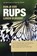 Kun je een rups leren vliegen?, Jan Bommerez ; K.C.G. van Zijtveld - Paperback - 9789080515635