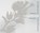 Kruisbestuiving - Crossw-Polination, BLICKMAN, Sylvia - Paperback - 9789081703512