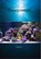 Praktische handleiding voor het zeeaquarium, Tanne Hoff - Gebonden - 9789082101119