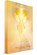 Het Gouden Licht, Cathelijne Filippo - Paperback - 9789083044620