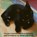 I'm Leo, a service dog in a cat jacket, and I'm helping my owner with PTSD, K. Eyck - Paperback - 9789403628974