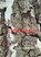 Littekens, Willem Cornelisse - Paperback - 9789403639444