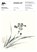 Japanese Art, Pepin van Roojen - Paperback - 9789460093388