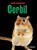 Gerbil, Carol koopmans - Gebonden - 9789461750624