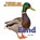 Eend, Katie Dicker - Gebonden - 9789461750761