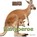 Kangoeroe, Stephanie Turnbull - Gebonden - 9789461752574
