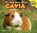 Cavia, Aaron Carr - Gebonden - 9789461753373