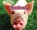 Varkens, Sheri Doyle - Gebonden - 9789461755940
