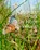 Het Nationale park De Hoge Veluwe, Menno Haanstra e.a. - Gebonden - 9789462626355