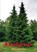 Kerstgroen, Wilma Pascha - Paperback - 9789463900461