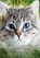 Duifvleugels stilte, Erin Hunter - Paperback - 9789464291773