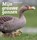 Mijn grauwe ganzen, Berend Voslamber - Paperback - 9789464710816