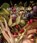 Arcimboldo, Bassano, Bruegel, Francesca Del Torre Scheuch - Gebonden - 9789464941913