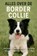Alles over de Border Collie, Andries B.V. - Paperback - 9789465191911
