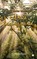 Jouw vader heeft een citrusboomgaard, Krista Visser - Paperback - 9789465286693