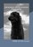 Een koning, een jachthond, een raadsel, Nelleke van't Veer-Tazelaar - Paperback - 9789465313139