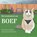 De avonturen van Boef, Dorothée en Marianne Valentijn en Collignon - Paperback - 9789465386140