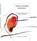 Being in drawing movement, Didi Overman ; Lida Floor - Paperback - 9789490580070