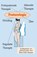 Posturologie, Peter W.B. Oomens - Paperback - 9789491872723