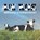 De koe, milieuramp of Godsgeschenk?, Klaas de Jong ; Esther Noordermeer - Paperback - 9789492818102