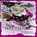 Weetjenog, Henriëtte Hofman - Paperback - 9789492954060