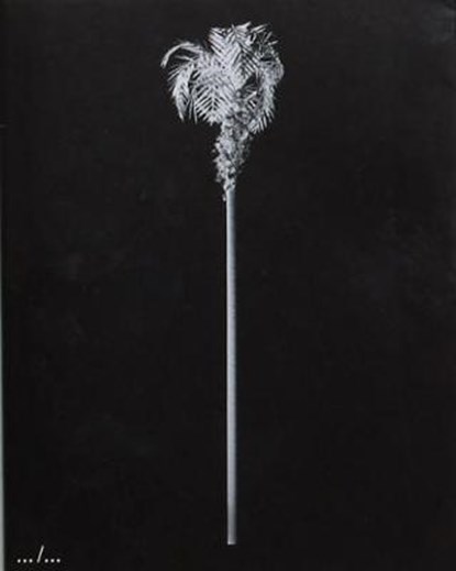 A Few Model Palm Trees, Bruno Roels - Overig - 9789493146082