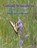 Small Wonders, Kaye Lynne Booth - Paperback - 9798215456927