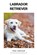 Labrador Retriever, DIJK,  Paul van - Paperback - 9798215528068