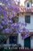 The Jacaranda House, Suresh Patel - Paperback - 9798233704260