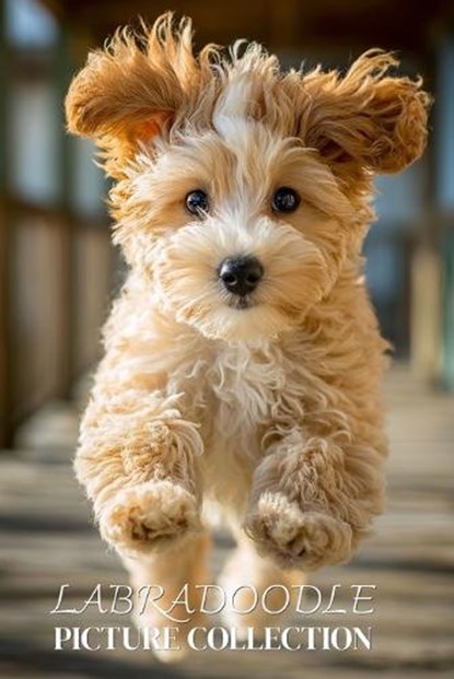 Labradoodle Photo Collection, Ymi Collection - Paperback - 9798243291378