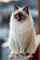 Birman Cat Photo Collection, Ymi Collection - Paperback - 9798244680676