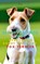 Discover your dog, A Kennet Reyen - Paperback - 9798274959209