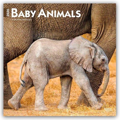 Baby Animals 2026 Square Flap Calendar, Browntrout Publishers - Paperback - 9798330702244