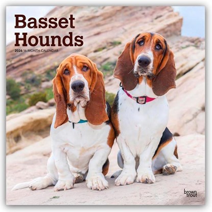 Basset Hounds 2026 Square Flap Calendar, Browntrout Publishers - Paperback - 9798330702329